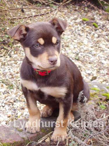 tonic-puppy.jpg