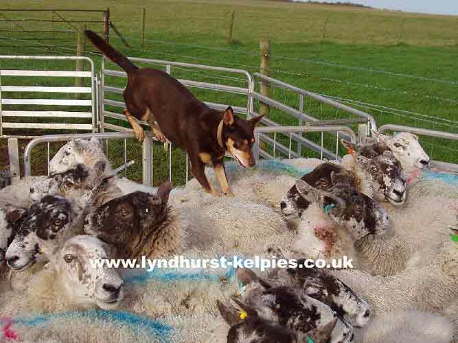 Backing sheep