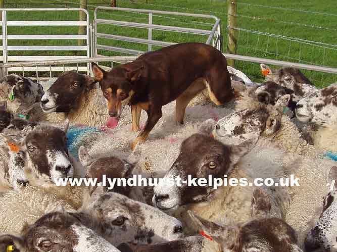 Backing sheep