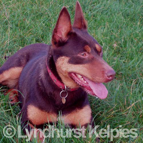 Becky Lying Prone - Kelpie Sheep Dog