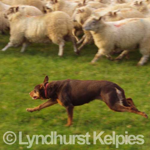 Becky Working Sheep - Kelpie Working Dog