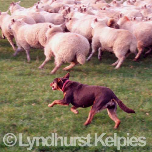 Becky Herding Sheep - Kelpie Working Dog