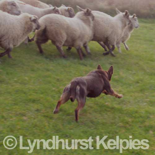 Kelpie Sheep Dog Becky in Action