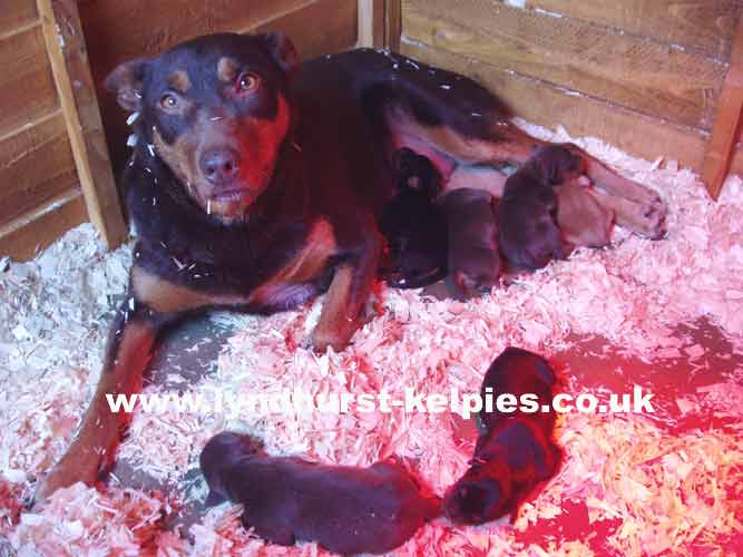 Becky and pups - Kelpie Working Dog