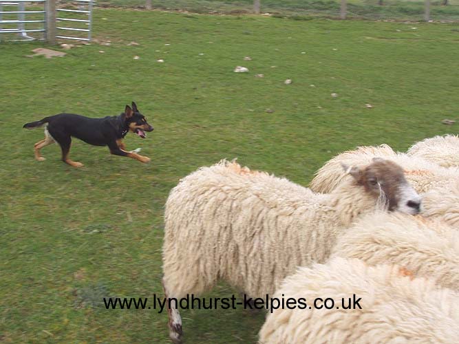 Izzy Working Sheep - Kelpie Working Dog