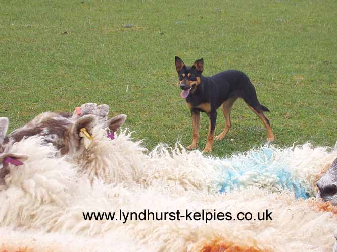 Izzy Working Sheep - Kelpie Working Dog