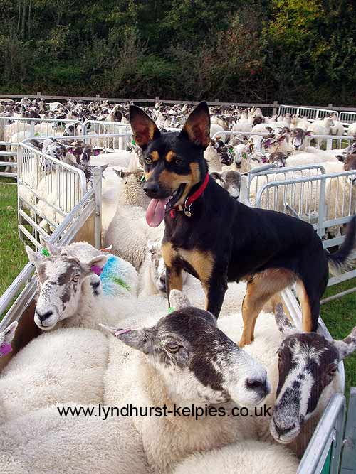 Izzy - Kelpie Working Dog