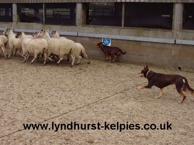 Jazz and Tara Working Sheep - Kelpie Working Dog
