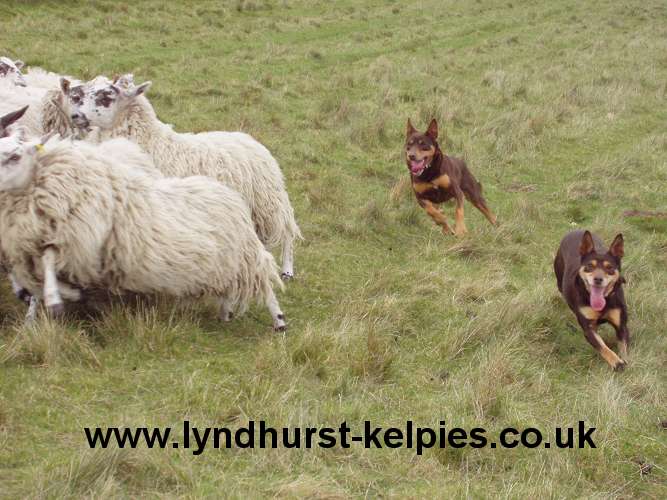 Jazz and Tara Working Sheep - Kelpie Working Dog