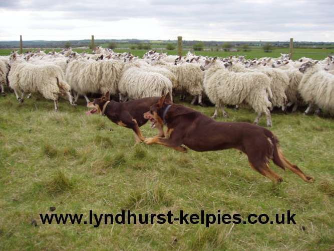 Jazz and Tara Working Sheep - Kelpie Working Dog