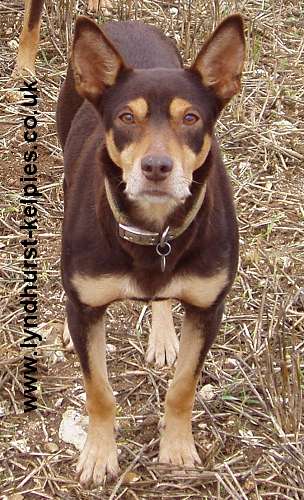 Jazz - Kelpie Working Dog