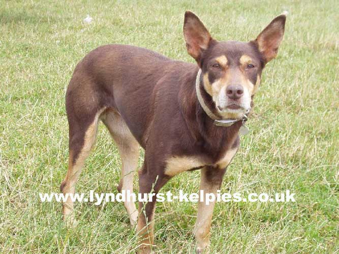 Jazz - Kelpie Working Dog