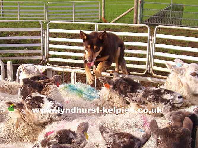 Jazz - Kelpie Working Dog