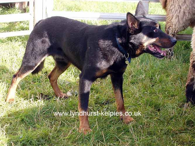 Okara Max - Kelpie Working Dog