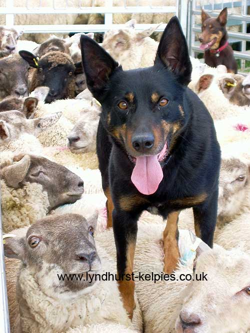 Okara Max - Kelpie Working Dog