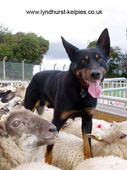 Okara Max - Kelpie Working Dog