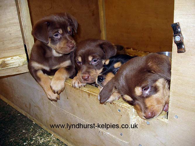 Pups - Kelpie Working Dogs