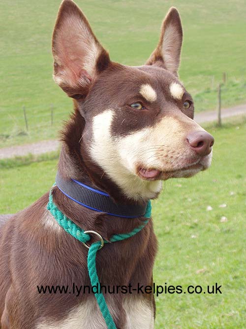 Quote - Kelpie Working Dog