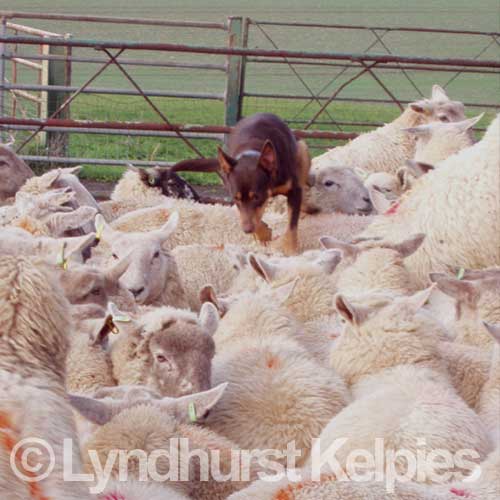Kelpie Dog Tara Backing Sheep