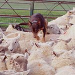 kelpie bitch tara backing sheep
