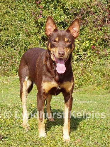 Tara - Kelpie Sheep Dog