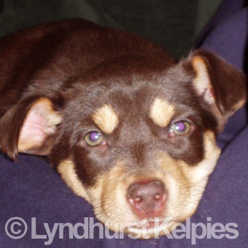 Tonic - Kelpie Puppy