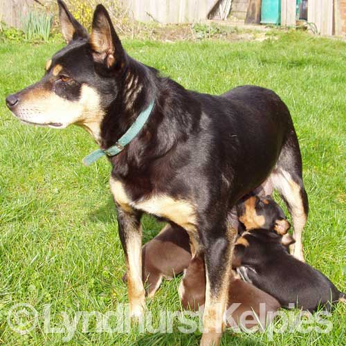 Ziggy - Kelpie Sheep Dog